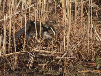 2023年2月11日(土) 水元公園の野鳥観察記録