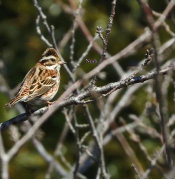 Rustic Bunting Unknown Spots Unknown Date