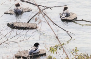 2023年2月11日(土) 庄内川(春日井市御幸町)の野鳥観察記録