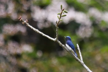 Blue-and-white Flycatcher 姉川ダム Wed, 4/18/2018