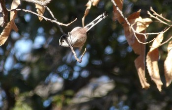 エナガ 多摩川 2023年1月8日(日)