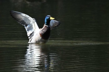 マガモ 東京港野鳥公園 2023年2月11日(土)