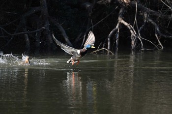 マガモ 東京港野鳥公園 2023年2月11日(土)