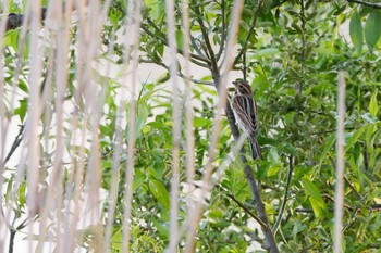 Common Reed Bunting 木場潟公園 Thu, 4/19/2018