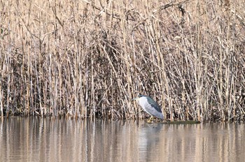 ゴイサギ 東京港野鳥公園 2023年2月11日(土)