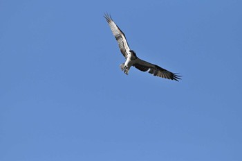 ミサゴ 東京港野鳥公園 2023年2月11日(土)