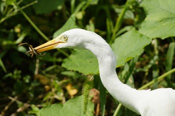 チュウサギ 場所が不明 撮影日未設定