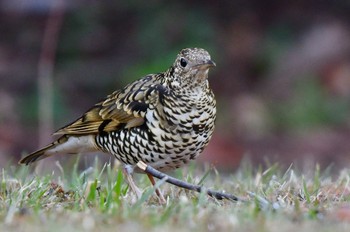 White's Thrush 油山市民の森 Sat, 2/11/2023