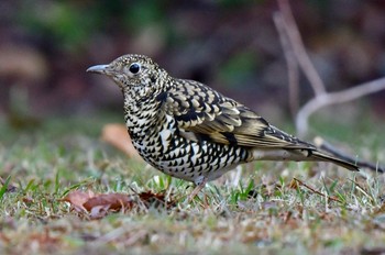 White's Thrush 油山市民の森 Sat, 2/11/2023