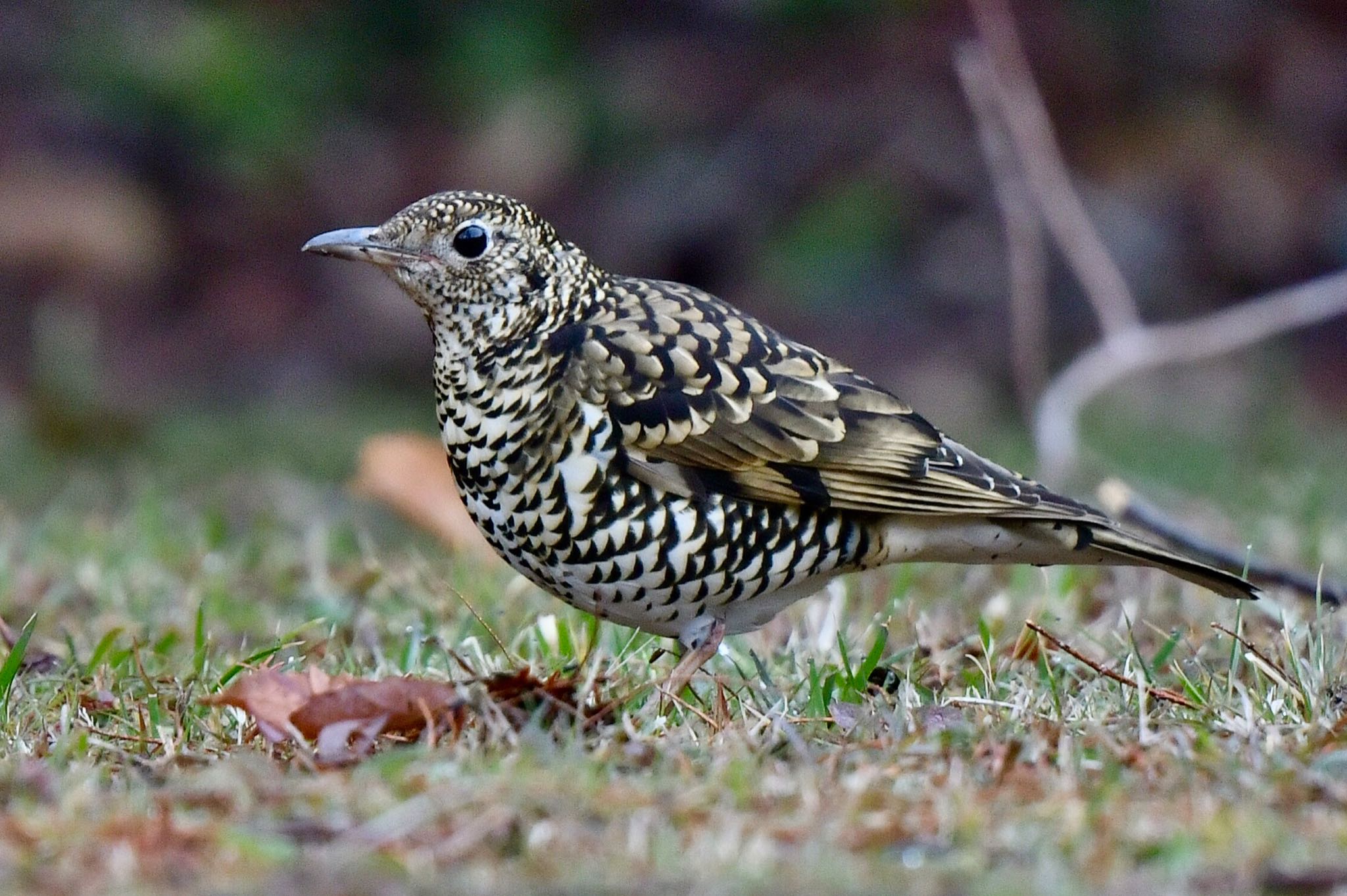 Photo of White's Thrush at 油山市民の森 by にょろちょろ