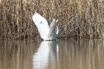 ダイサギ 東京港野鳥公園 2023年2月11日(土)