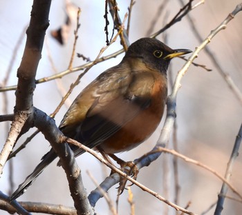 Brown-headed Thrush Mizumoto Park Sat, 2/11/2023