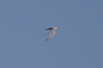 2018年4月21日(土) 多摩川二ヶ領宿河原堰の野鳥観察記録