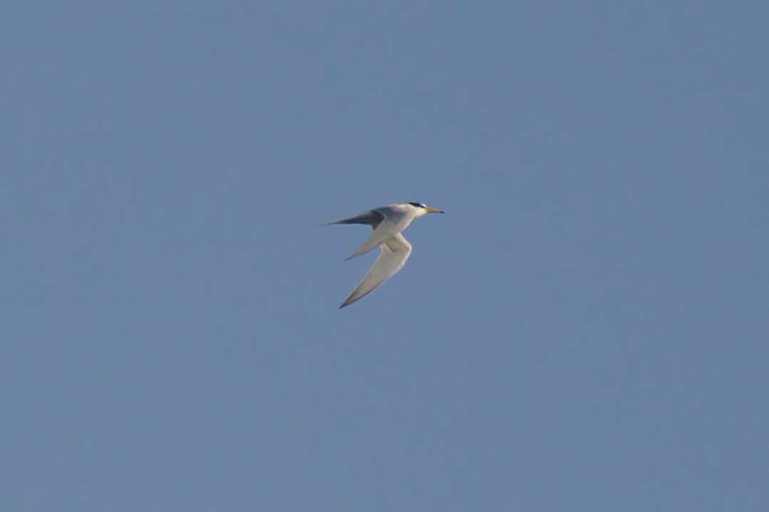 Little Tern