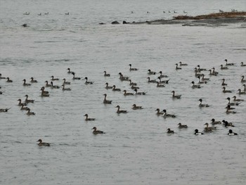 2023年2月10日(金) 藤前干潟の野鳥観察記録