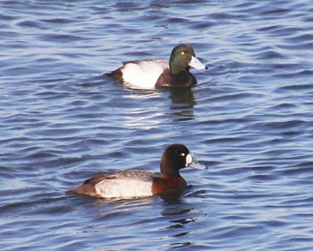 Greater Scaup 堺浜 Thu, 2/9/2023