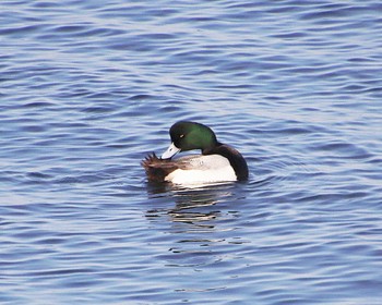 Greater Scaup 堺浜 Thu, 2/9/2023