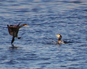 Great Cormorant 堺浜 Thu, 2/9/2023