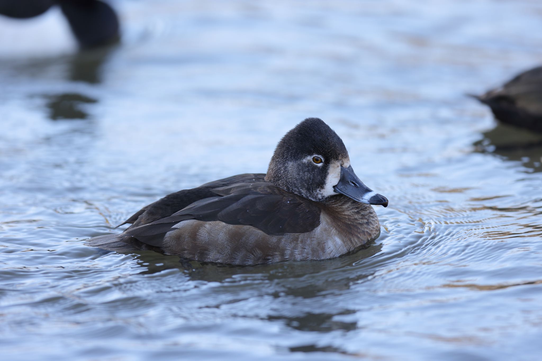 こども自然公園 (大池公園/横浜市) クビワキンクロの写真 by こぐまごろう