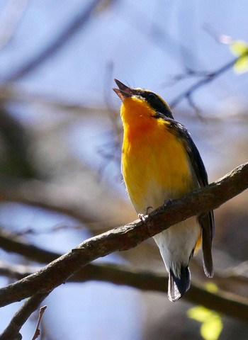 Unknown Species 熊本県阿蘇市 Fri, 4/20/2018