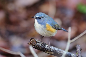 Red-flanked Bluetail Kodomo Shizen Park Sat, 2/11/2023