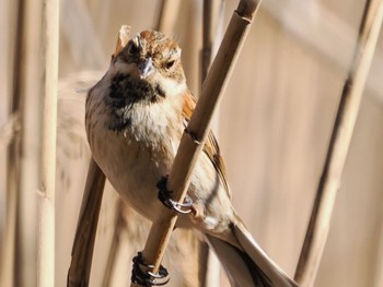 2023年2月11日(土) 白幡沼(さいたま市)の野鳥観察記録