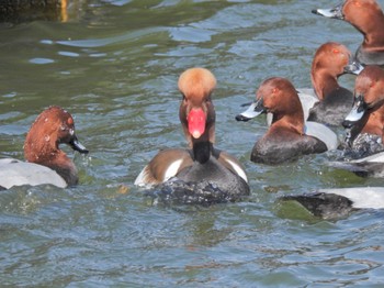 アカハシハジロ 弁天池公園(大阪府門真市) 2023年2月4日(土)