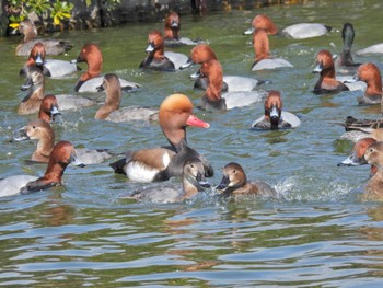 アカハシハジロ 弁天池公園(大阪府門真市) 2023年2月4日(土)