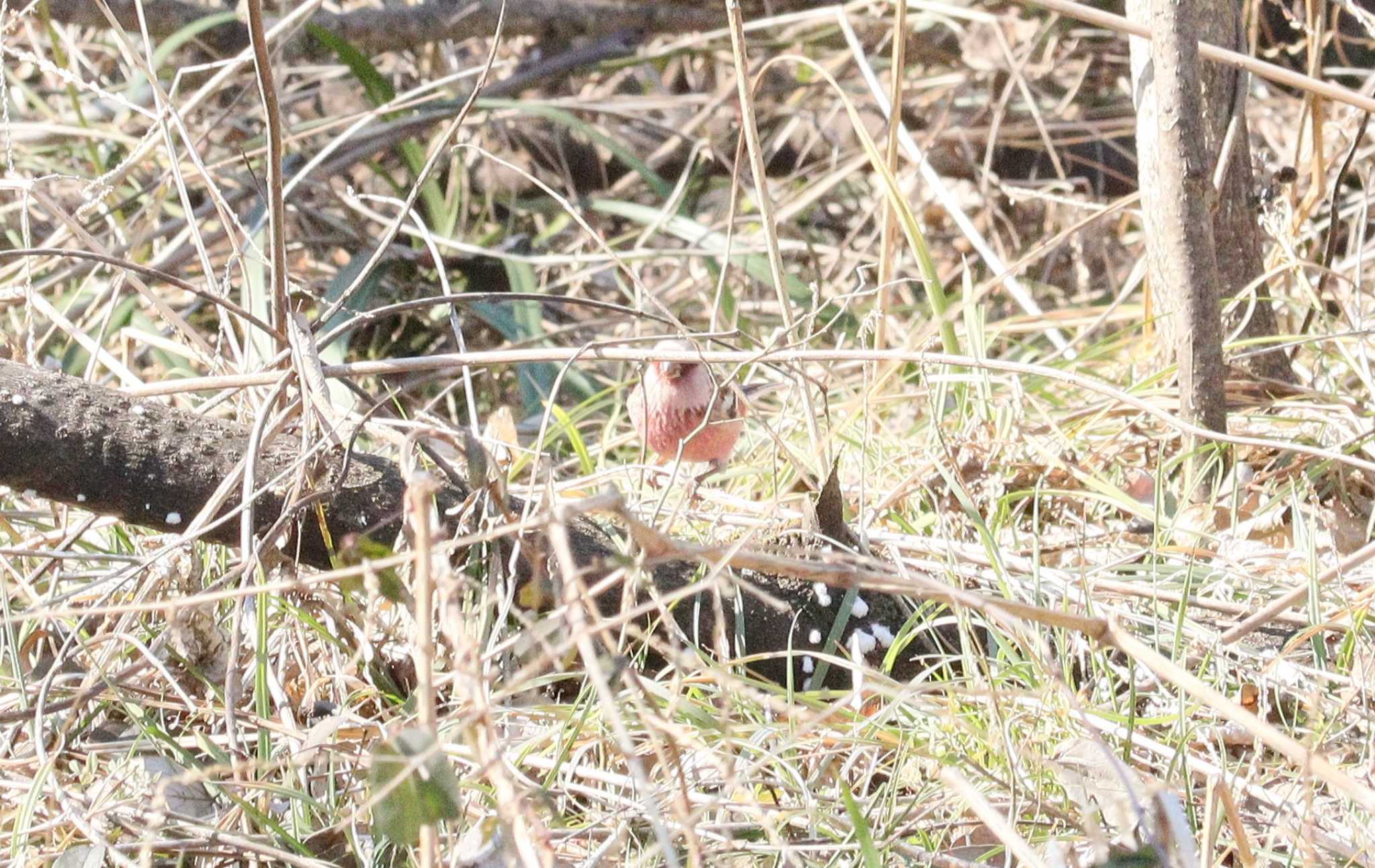 Siberian Long-tailed Rosefinch