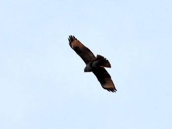 トビ 東京港野鳥公園 2023年2月11日(土)