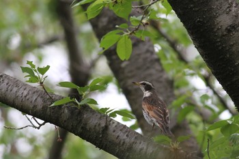 2018年4月16日(月) 昭和記念公園の野鳥観察記録