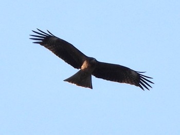 トビ 東京港野鳥公園 2023年2月11日(土)