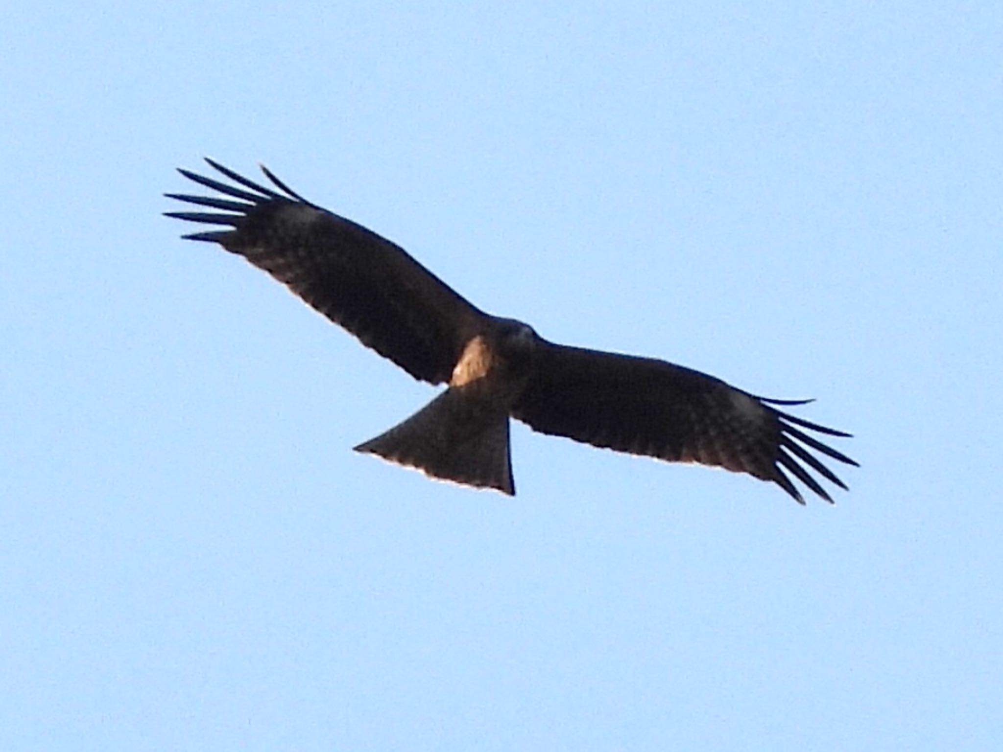 東京港野鳥公園 トビの写真 by くー