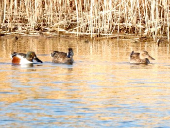 ハシビロガモ 東京港野鳥公園 2023年2月11日(土)