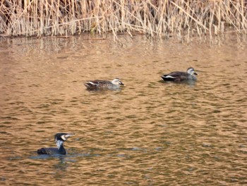 カルガモ 東京港野鳥公園 2023年2月11日(土)