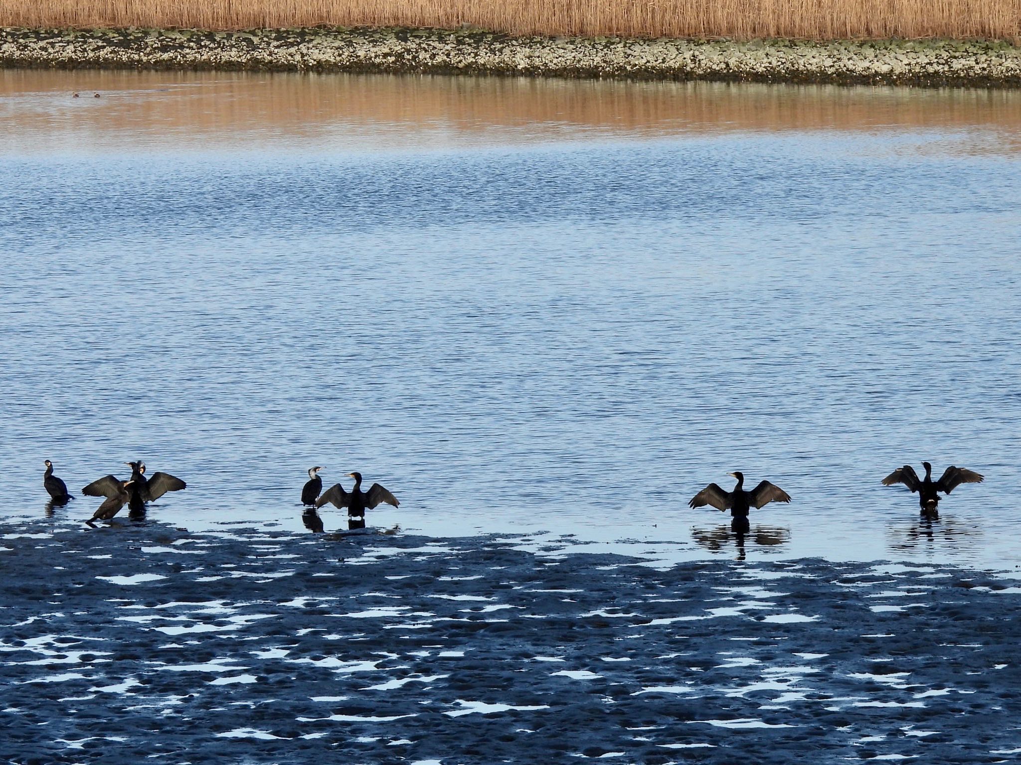 Great Cormorant