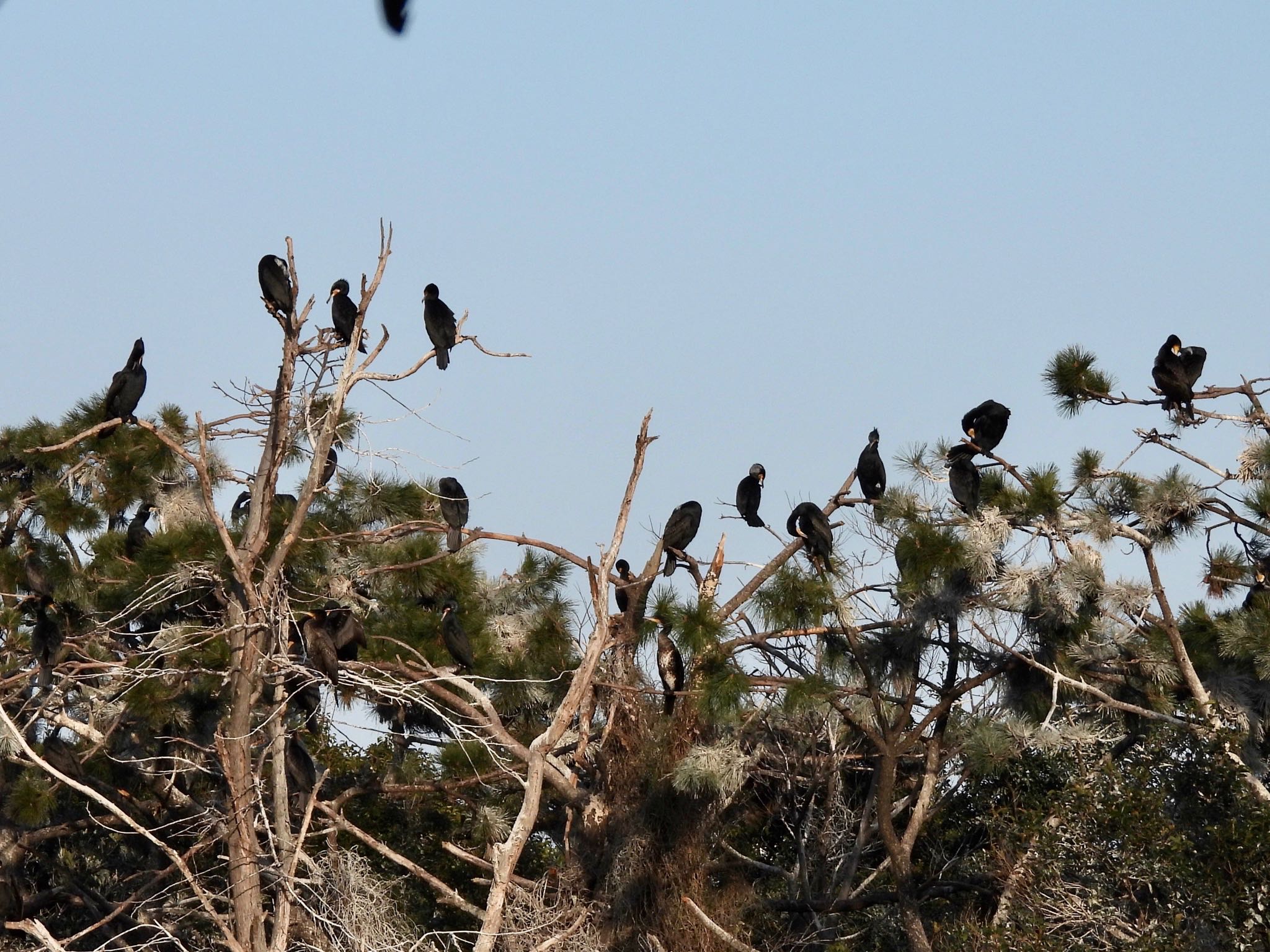 Great Cormorant