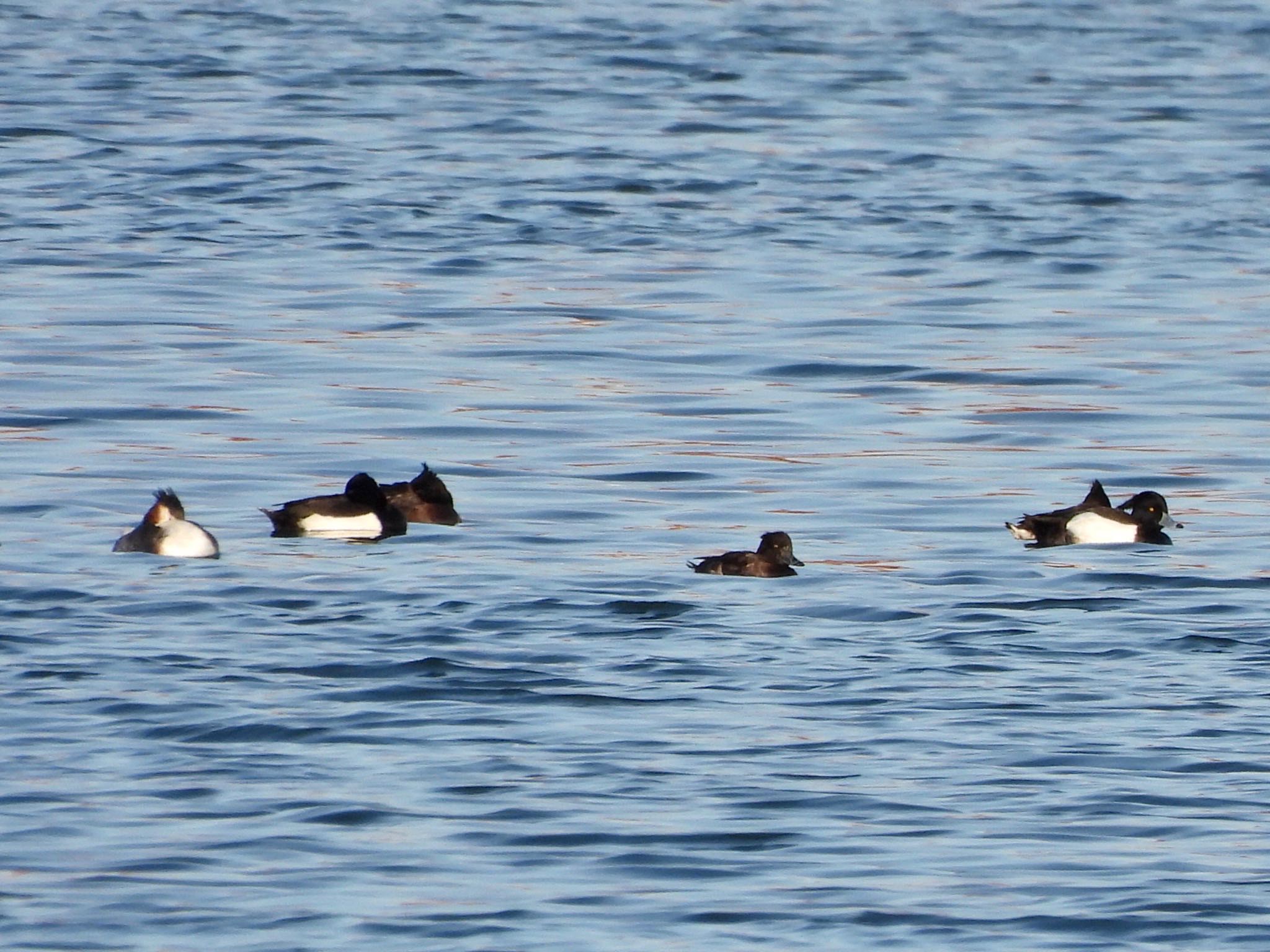 Tufted Duck