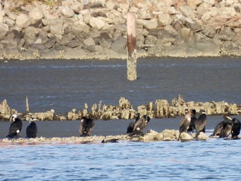 カワウ 東京港野鳥公園 2023年2月11日(土)