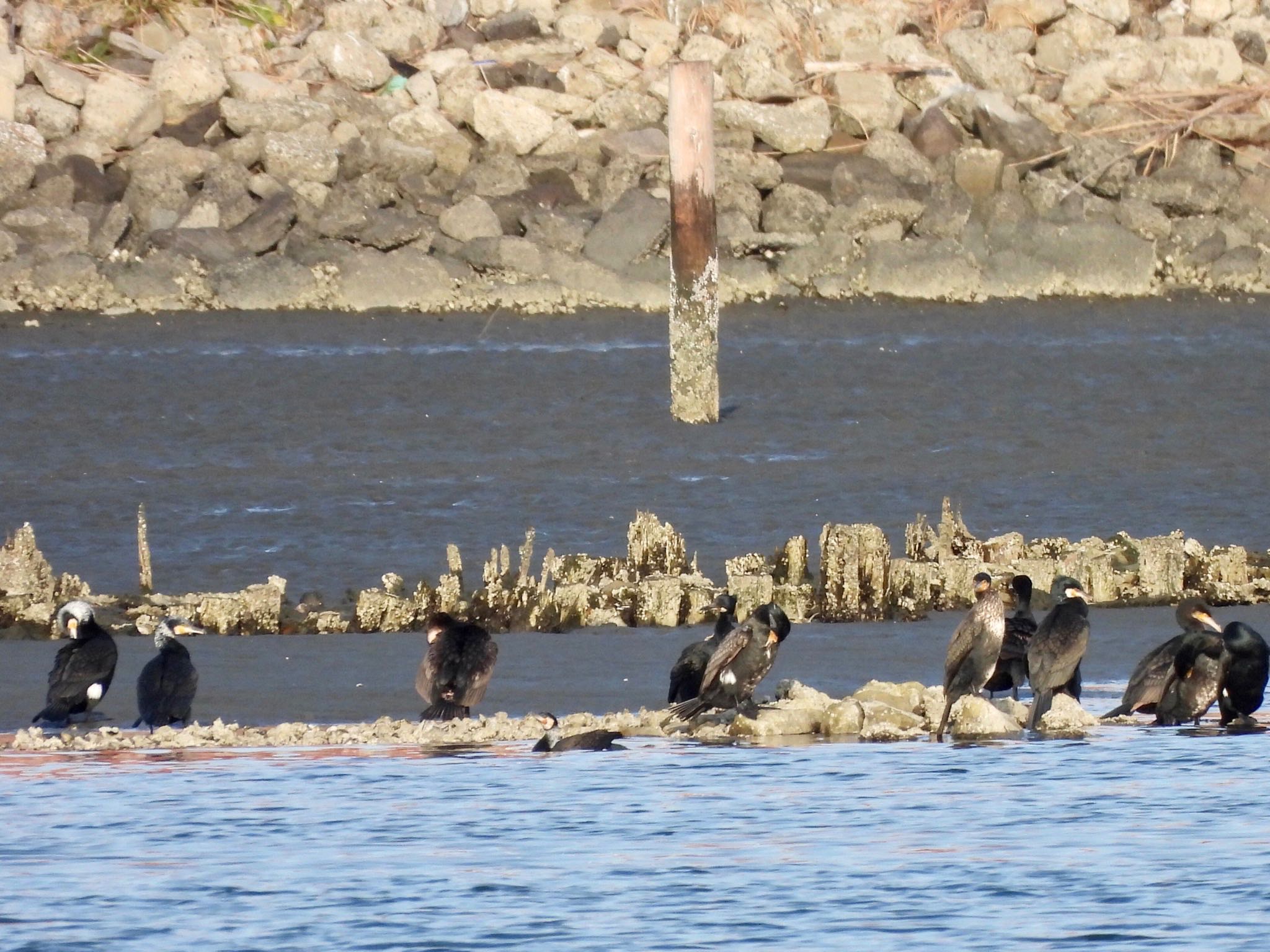 Great Cormorant