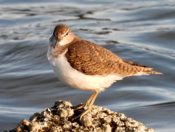 Sat, 2/11/2023 Birding report at Tokyo Port Wild Bird Park