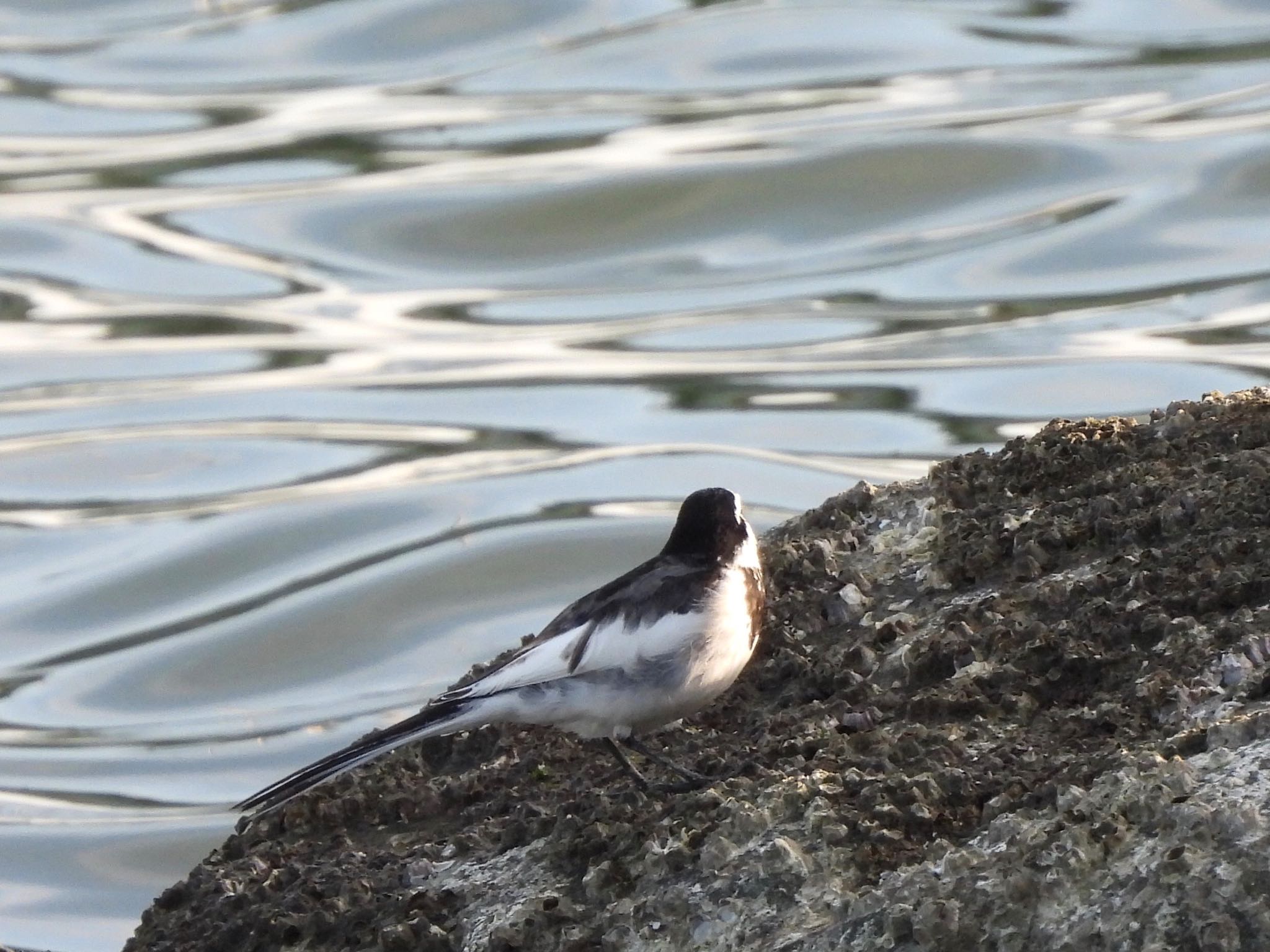 White Wagtail