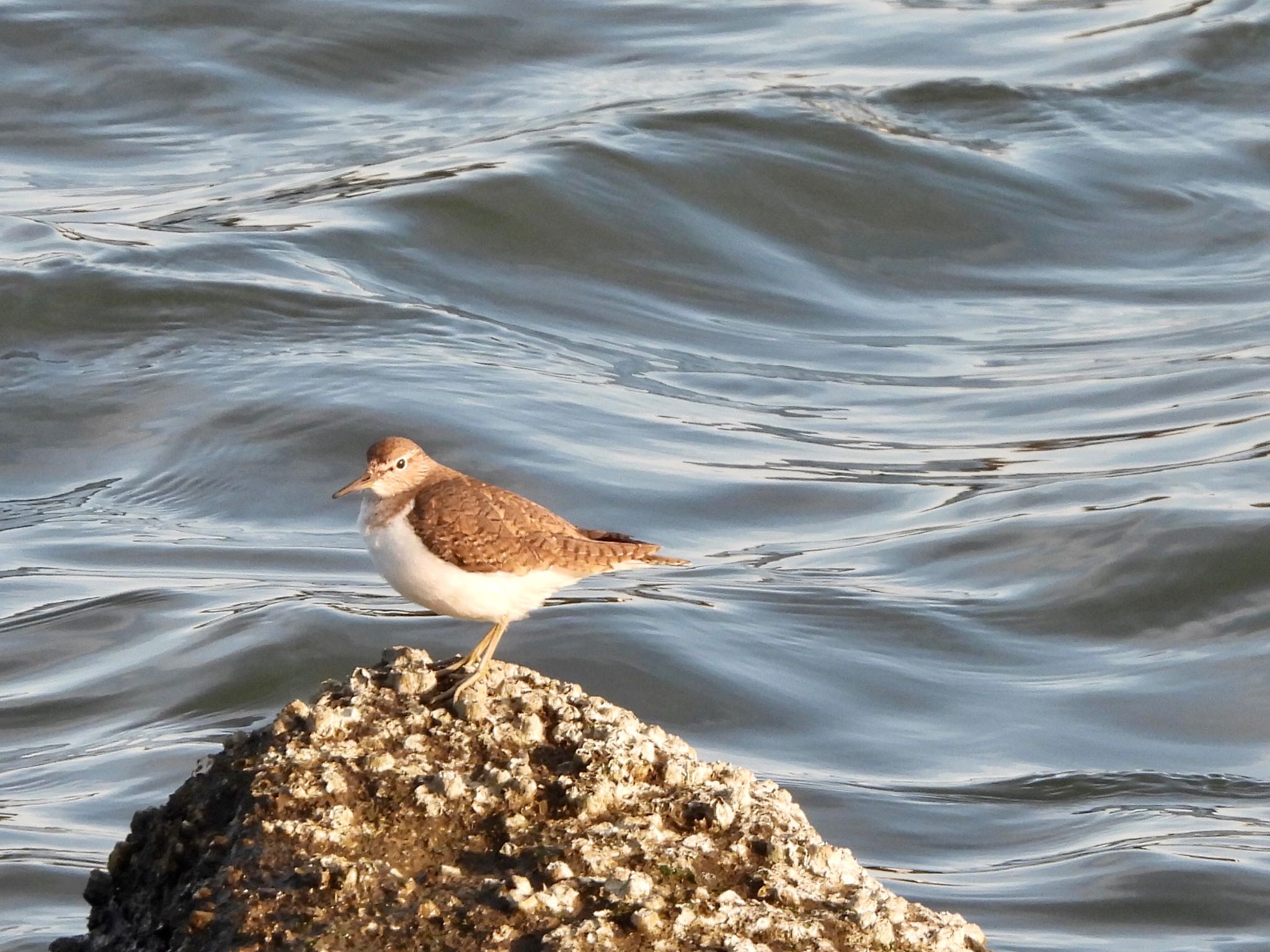 Common Sandpiper