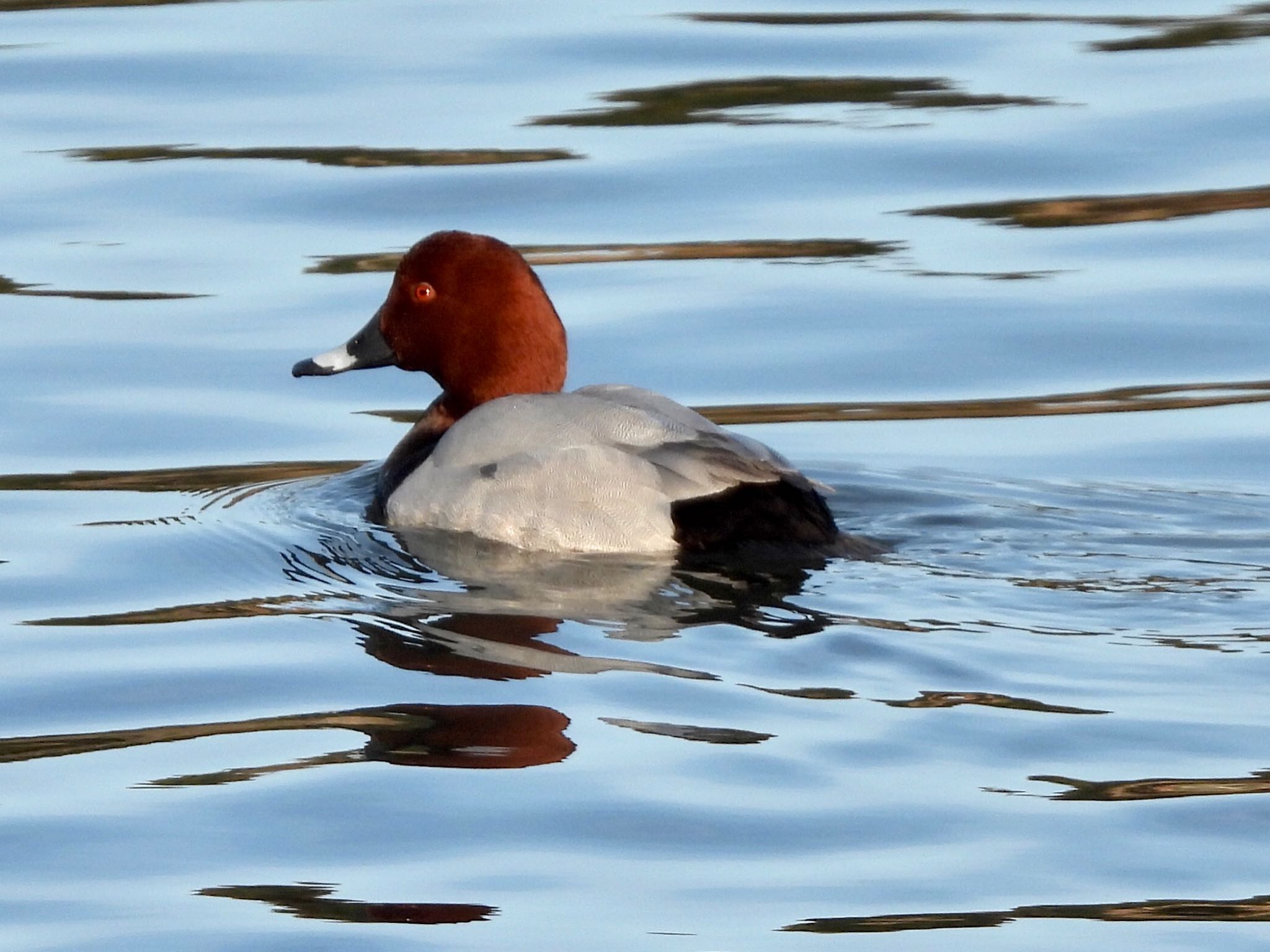 Common Pochard