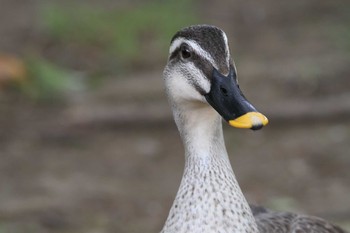 Eastern Spot-billed Duck Showa Kinen Park Mon, 4/16/2018