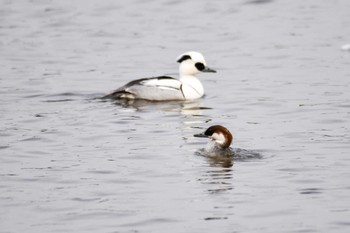 Smew 城沼 Sun, 1/23/2022