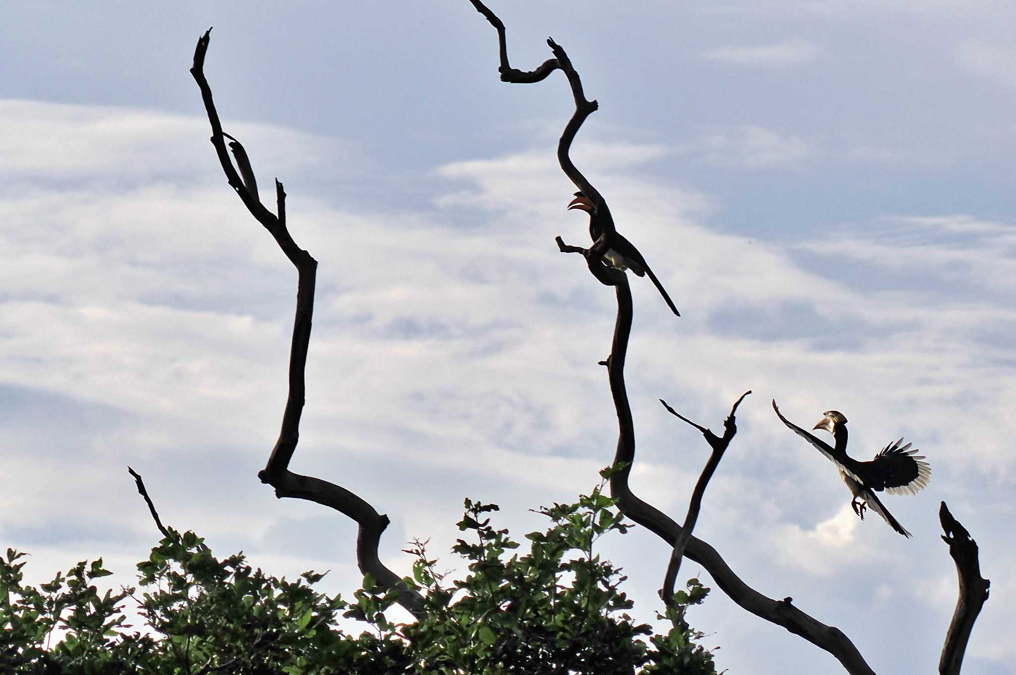 Sri Lanka カササギサイチョウの写真 by 藤原奏冥