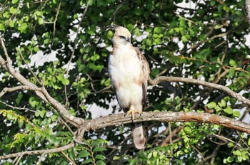 カワリクマタカ Sri Lanka 2023年1月24日(火)