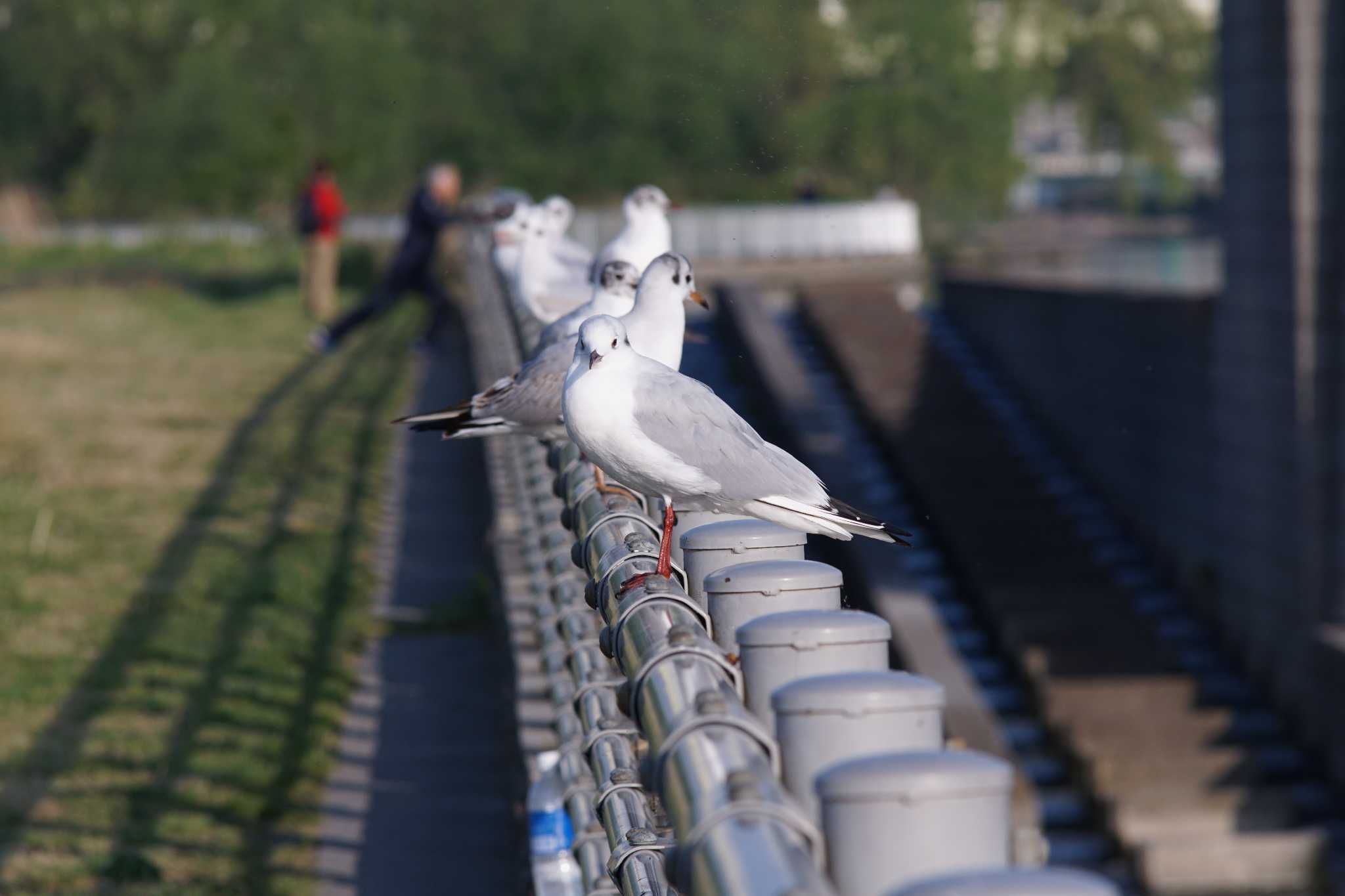 Black-headed Gull