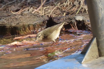 2023年2月11日(土) 埼玉県の野鳥観察記録